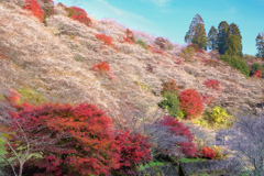 満開四季桜