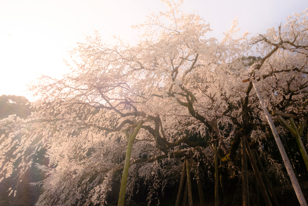 春霞の桜