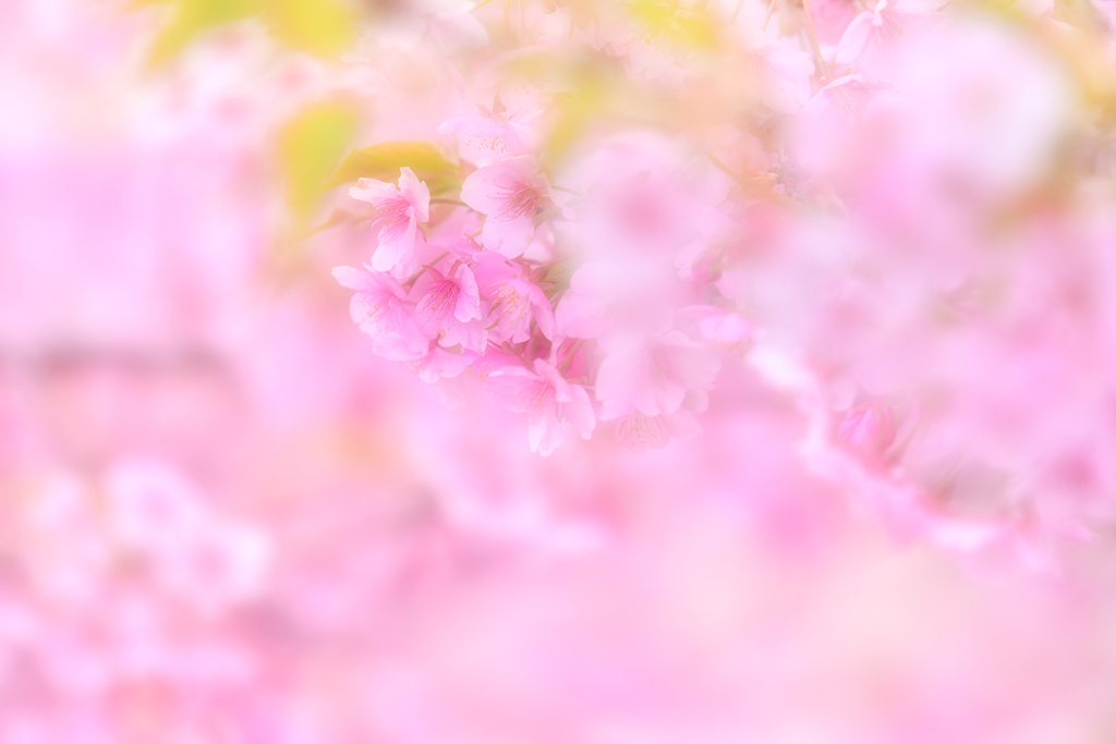 春告げる