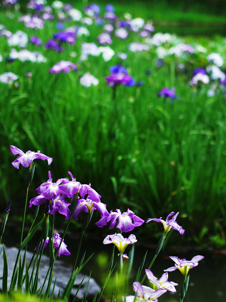 平安神宮花菖蒲