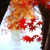 紅華