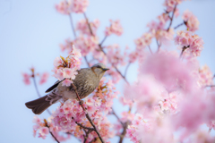 桜とヒヨドリ