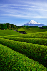 茶畑と富士山Ⅱ