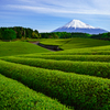 茶畑と富士山Ⅱ