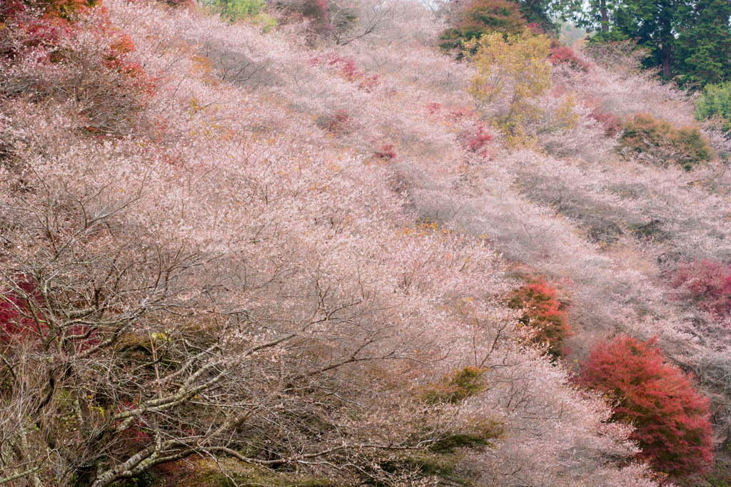 四季桜に赤添えてⅡ