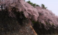古城に咲く2013
