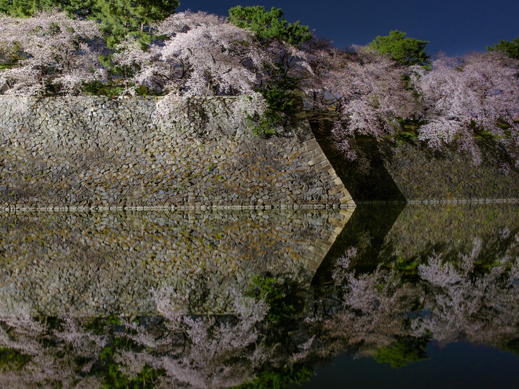 堀の桜