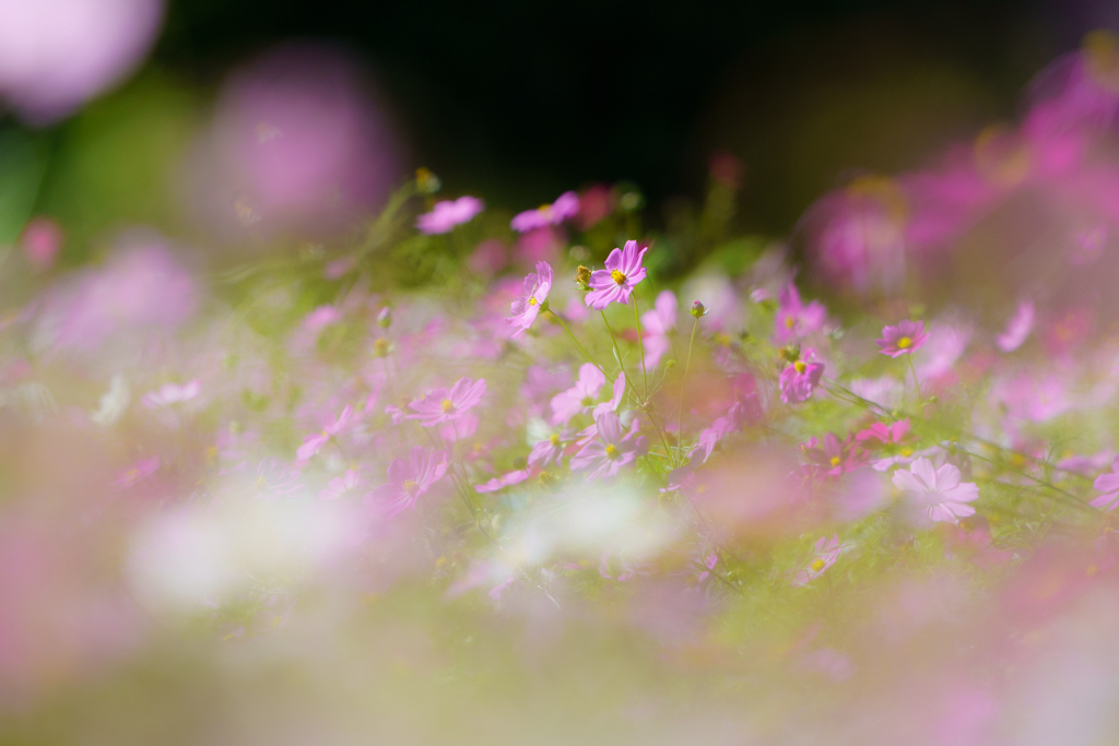 秋桜の季節