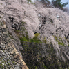 古城に咲く