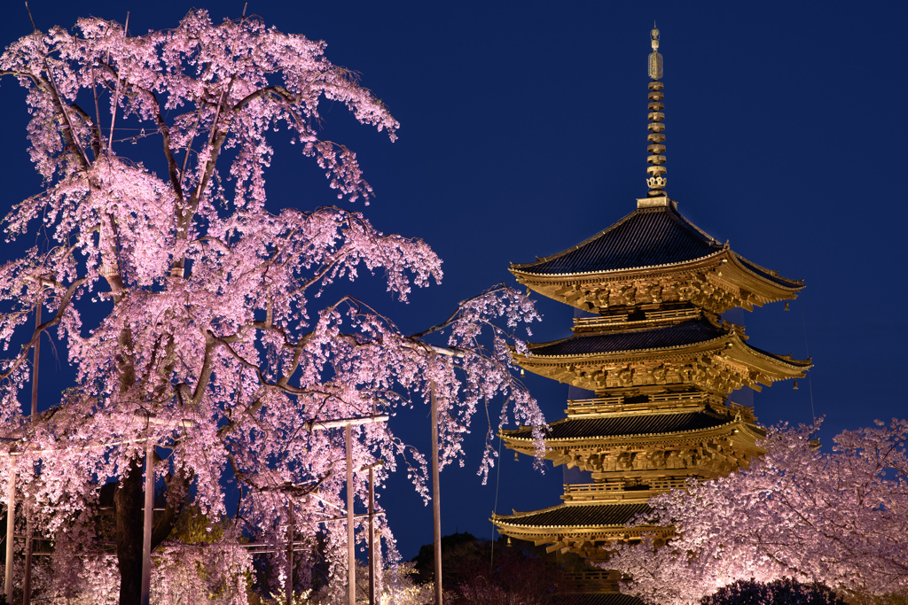 古都の春景～不二桜～