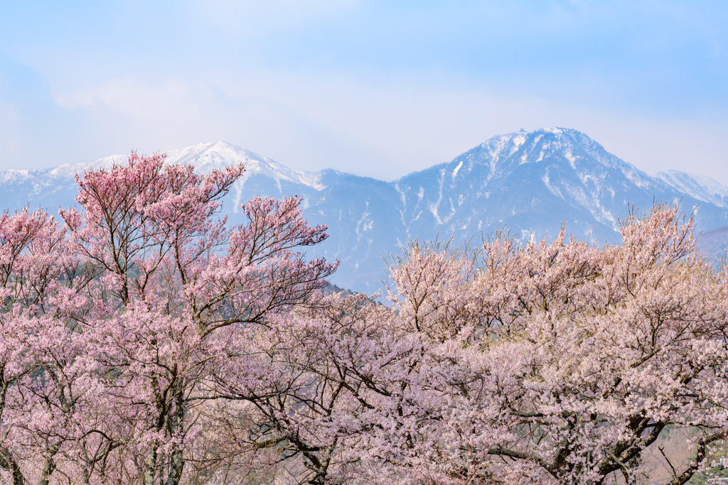 サクラと山脈