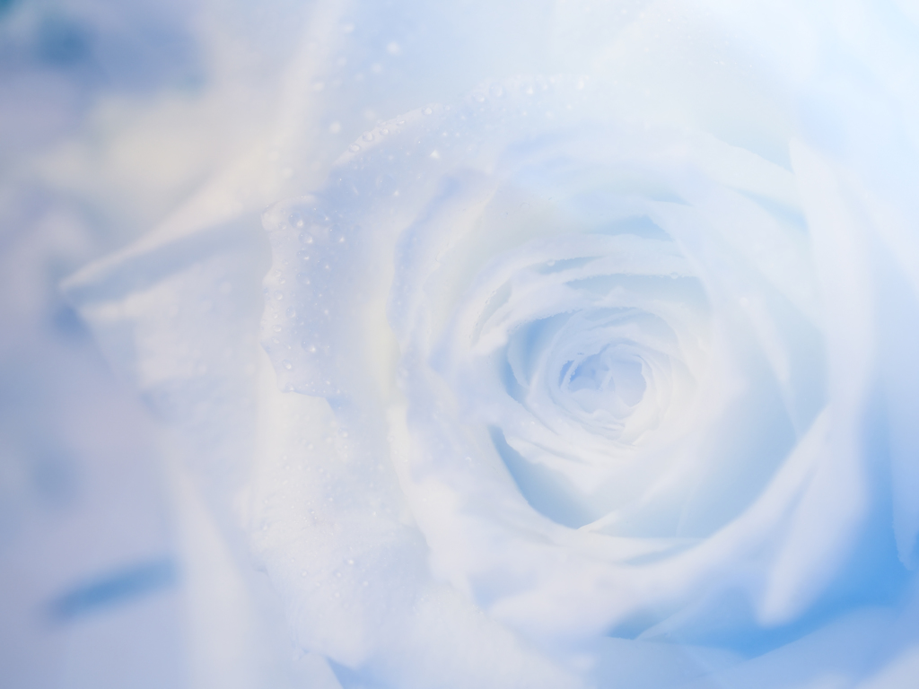 白き薔薇の魅惑