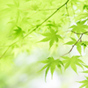 緑燃えるⅡ