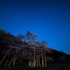 星空の下咲く桜
