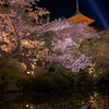 春夜に浮かぶ花明かり