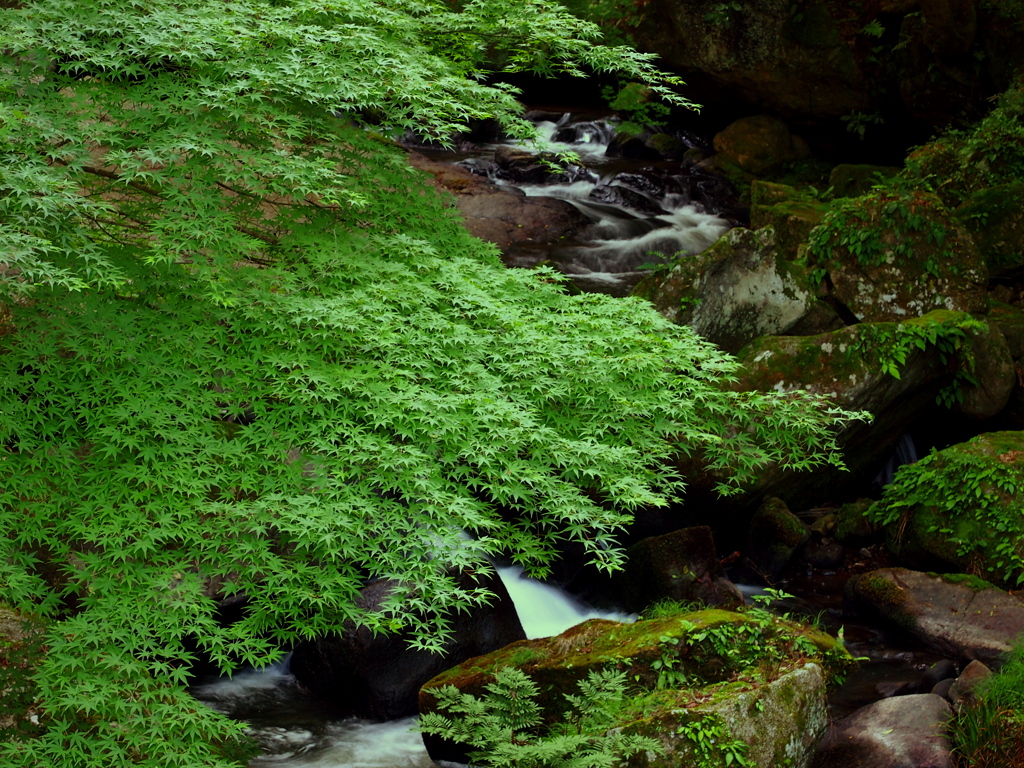 初夏の渓谷