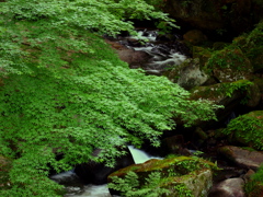 初夏の渓谷