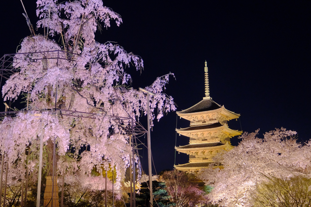 東寺の春
