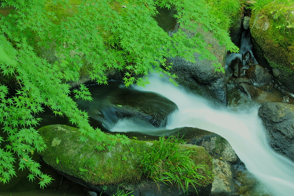 初夏の流れ