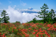 雲上の花Ⅱ