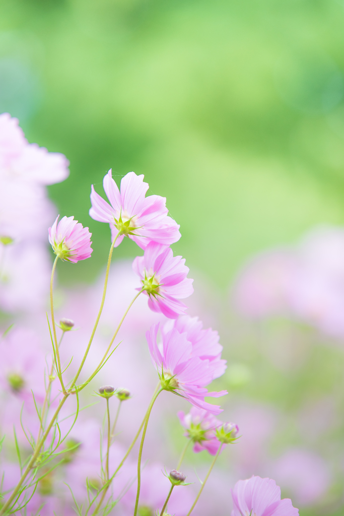 秋桜の咲く季節に