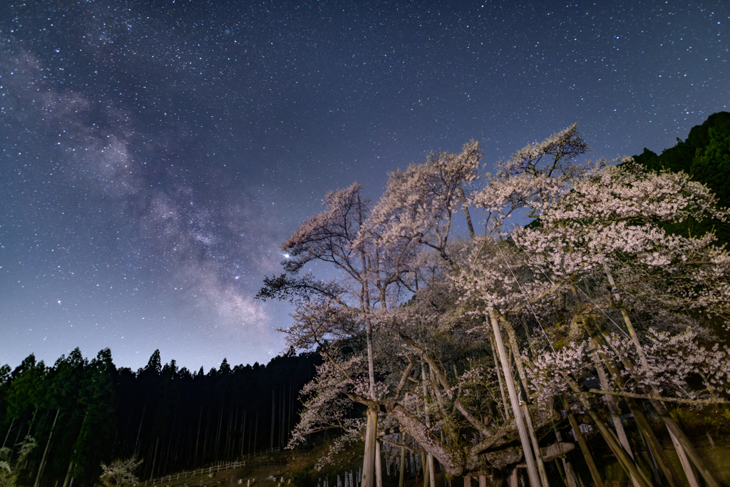 星の下の淡墨桜