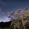 星の下の淡墨桜