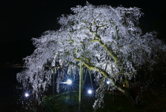 奥山田のしだれ桜