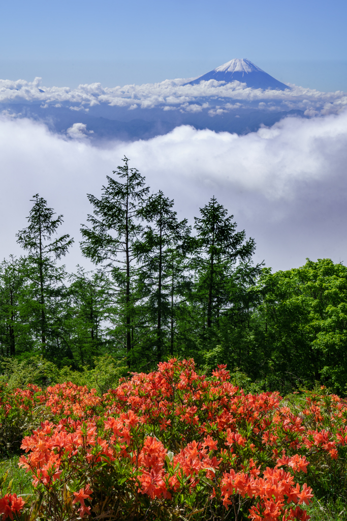 雲上の花