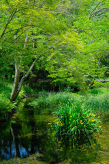 初夏の水辺