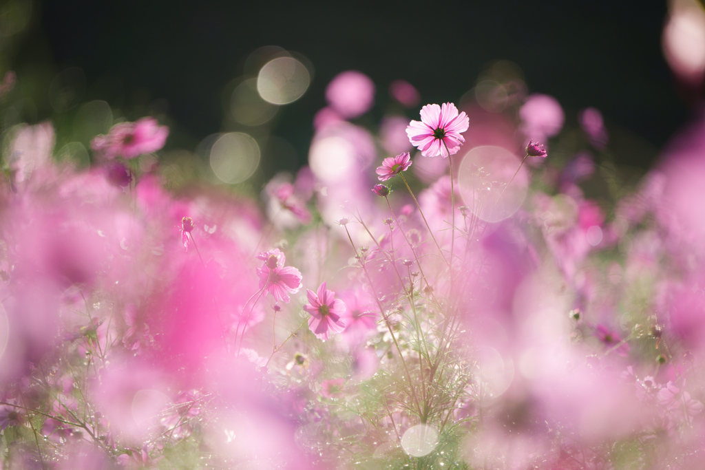 秋桜
