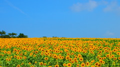 夏色