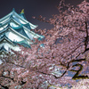 名古屋城夜桜