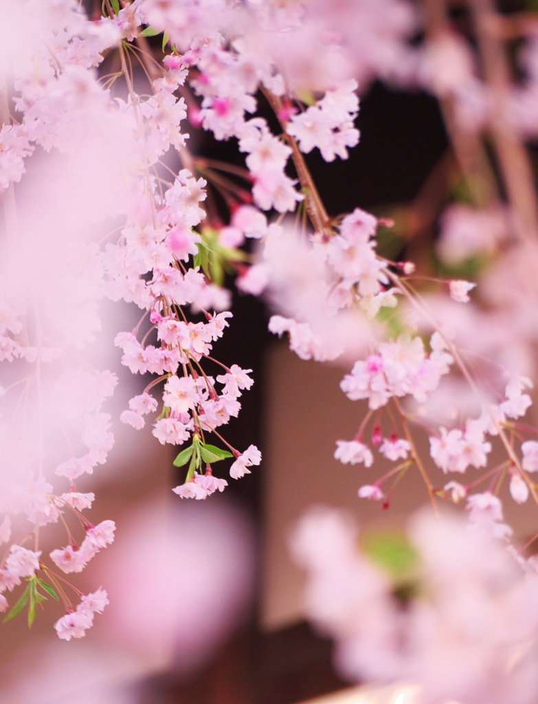 隋念寺枝垂れ桜