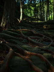 熊野古道～祈りの道～