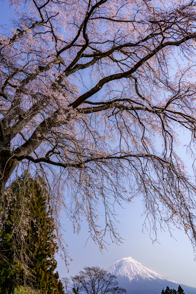 枝垂れ桜と富士