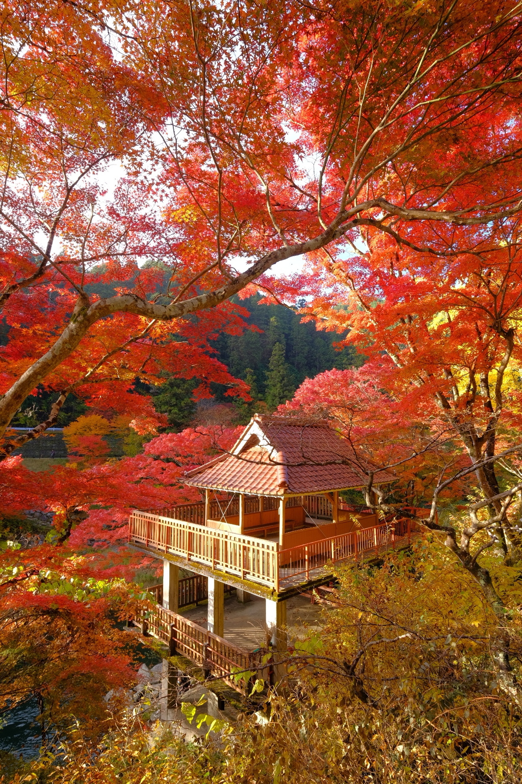 大井平公園の紅葉