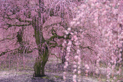 春爛漫