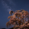 枝垂れ桜に昇る銀河