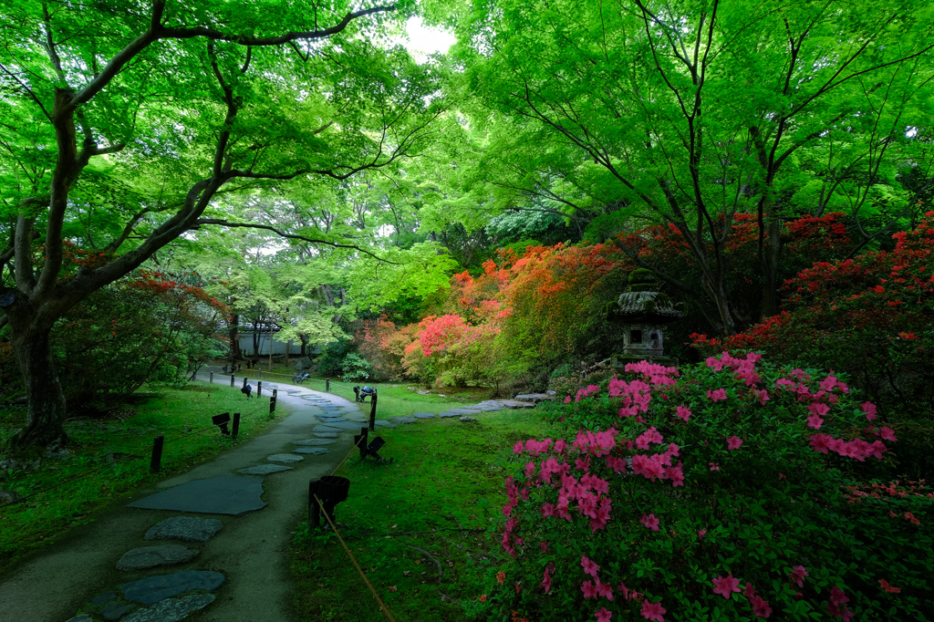 新緑に花添え