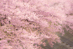 堤防の桜並木