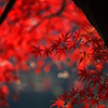 秋の色彩
