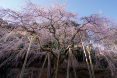 奥山田のしだれ桜