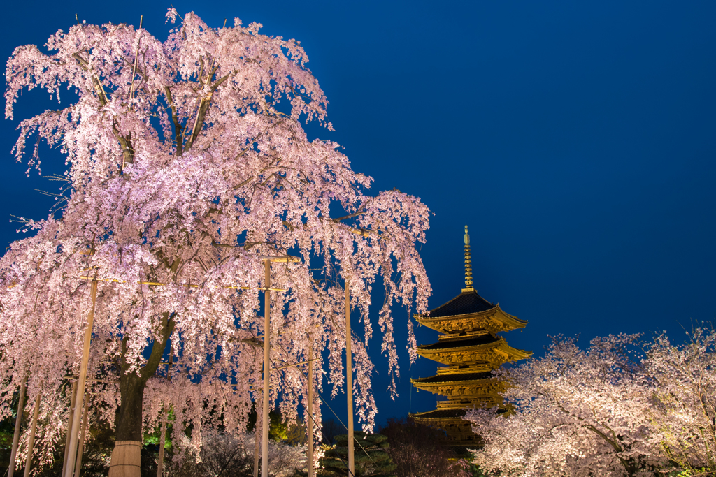 蒼に浮かぶ京の春景