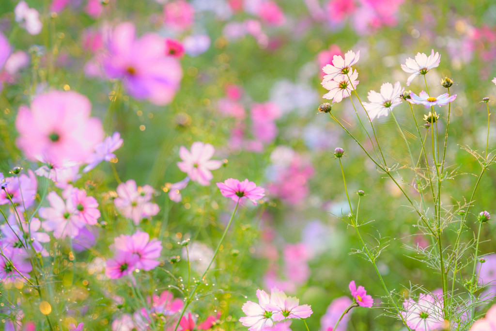 秋桜３