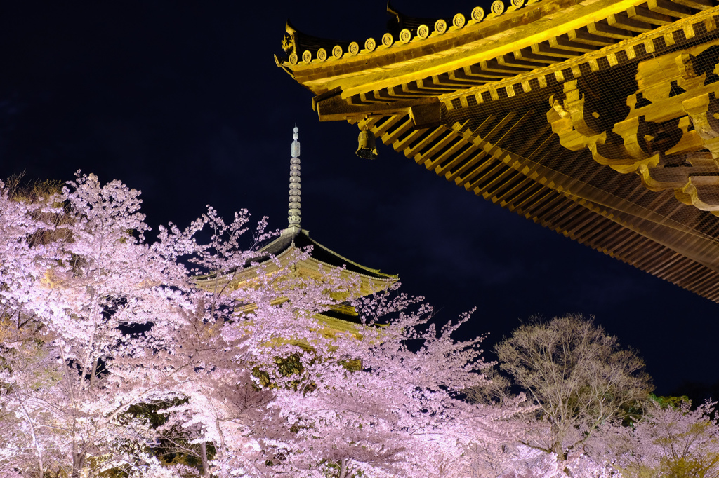 東寺夜桜３