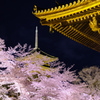 東寺夜桜３