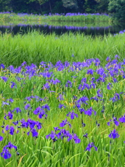 カキツバタ群生
