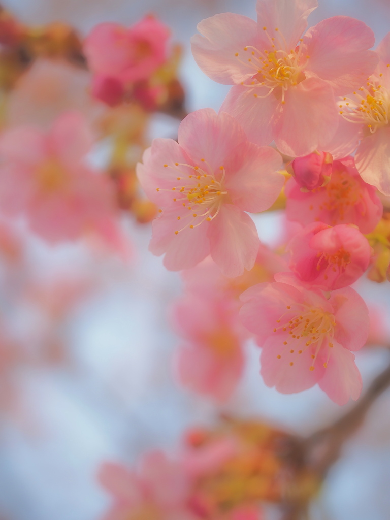 葵桜花開く