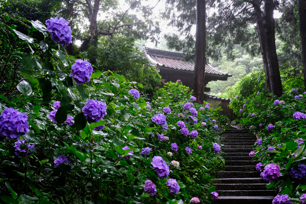 雨中の紫陽花